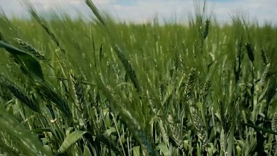 От засухи к рекордам: как Челябинская область покоряет аграрные вершины