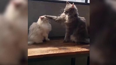 Мех и смех: грязевые ванны, странная драка и шеф-повар