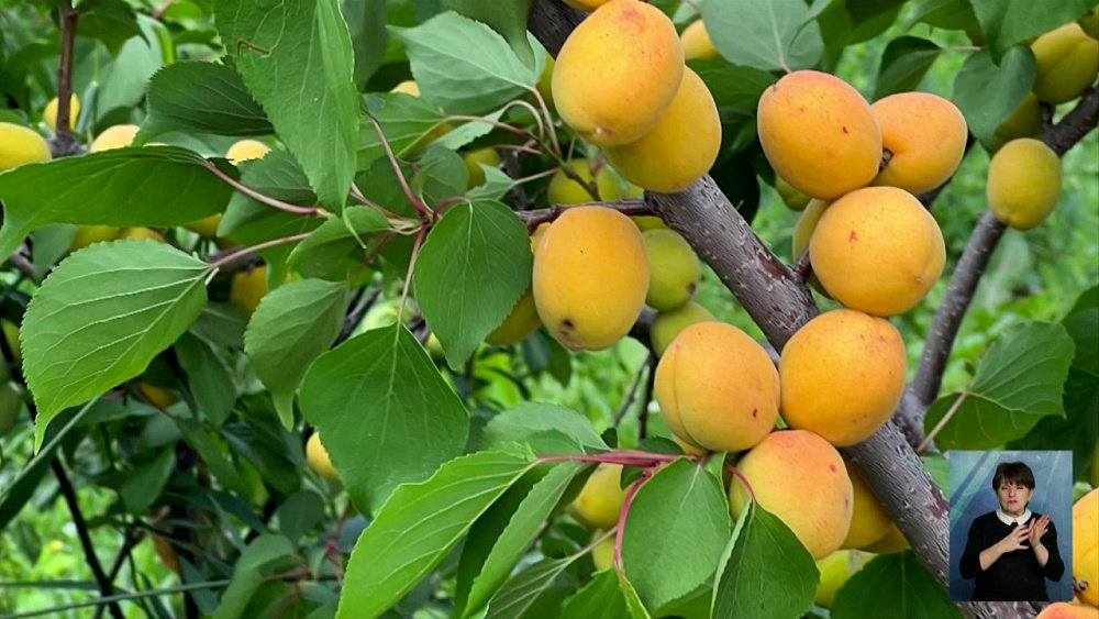 В Челябинске вывели морозостойкий сорт абрикоса