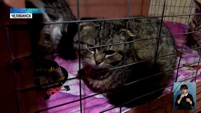 В Челябинск привезли котов из Донбасса
