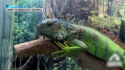 Игуана «понял жизнь и не спешит»