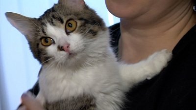 В Челябинске ищут дом котам из Донбасса