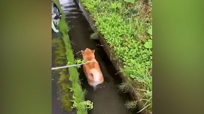 Мех и смех: серьезный укус, собиратель игрушек и пес-корабль