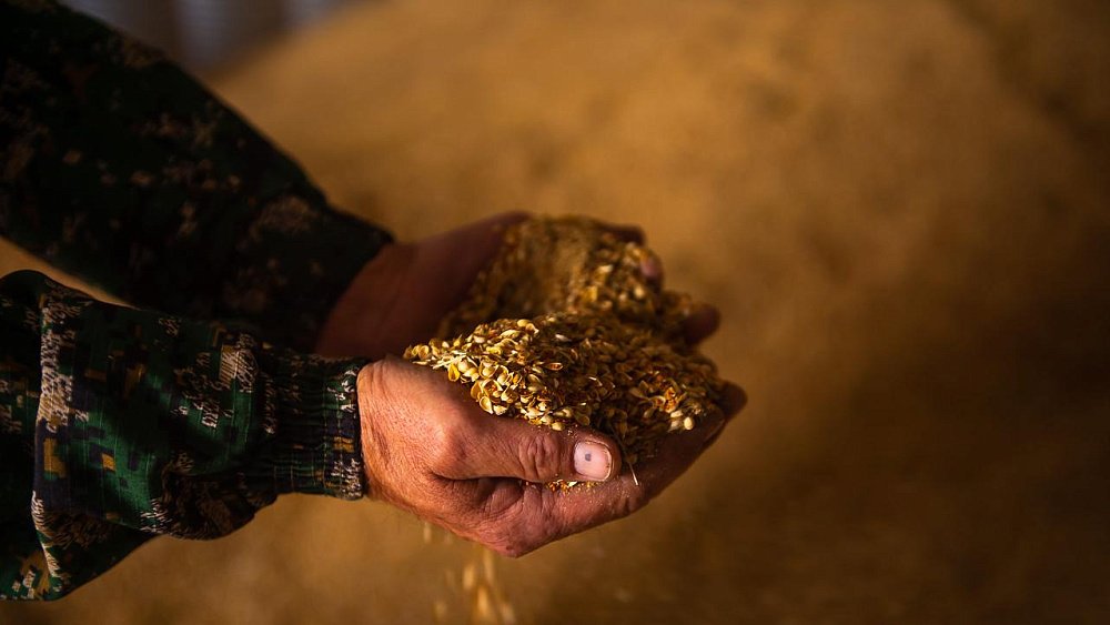 Экспорт сельхозпродукции из Челябинской области в условиях санкций вырос на 18%