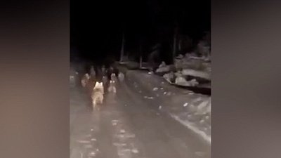 В Белорецком районе жители деревень жалуются на волков