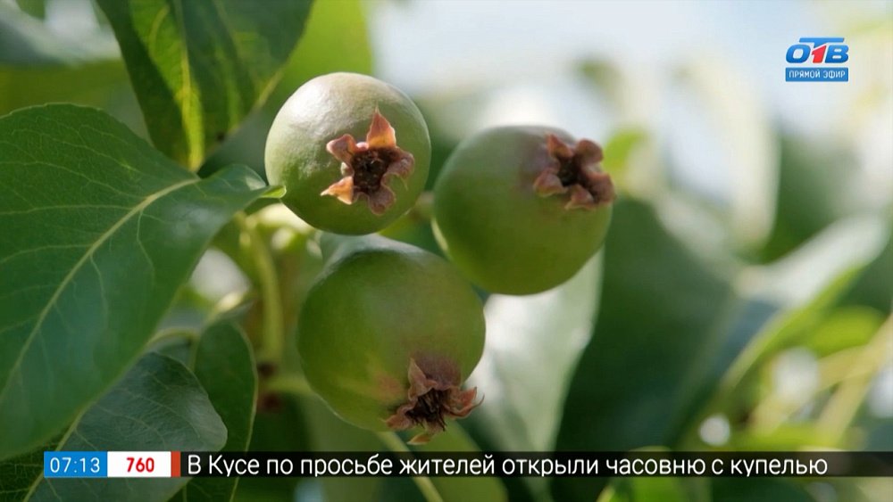 Здоровое и сильное растение спасет себя само в рубрике «Руки садовода»