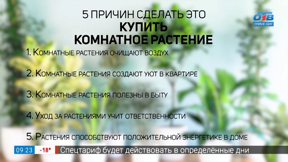 Почему стоит обзавестись комнатным растением в рубрике «5 причин сделать ЭТО»