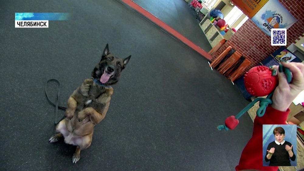 Бельгийскую овчарку признали самой умной