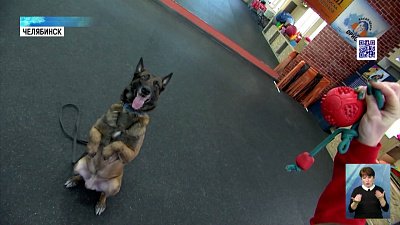 Бельгийскую овчарку признали самой умной