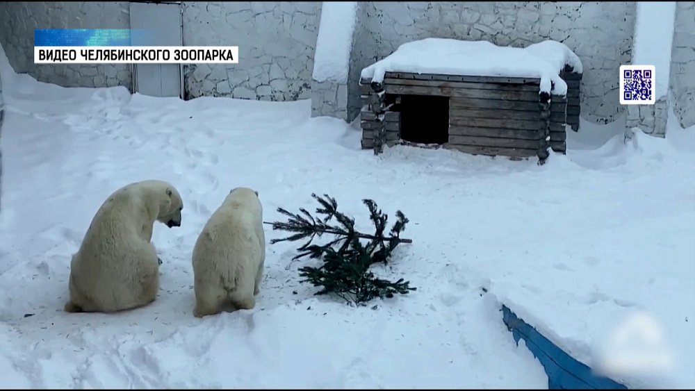 Белые медведи «поставили» елку