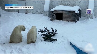 Белые медведи «поставили» елку
