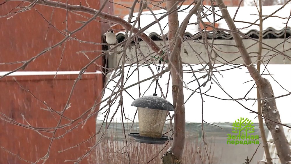 Зеленая передача 12.01.2023