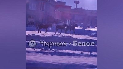 В Магнитогорске собака и лошади на дороге попали на видео