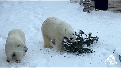 В Челябинском зоопарке белые медведи поставили елку в своей берлоге