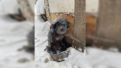 В Челябинской области волонтеры спасли примерзшую к снегу собаку