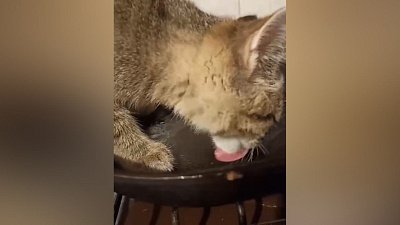 Мех и смех: посудомоечная машина, диетолог и синичка