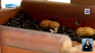 Как и чем можно кормить пернатых зимой?