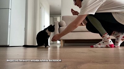 Что умеют домашние питомцы? в сюжете «Дрессируем кошек»