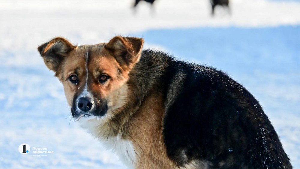 В Челябинской области подготовят зооволонтеров на средства президентского гранта