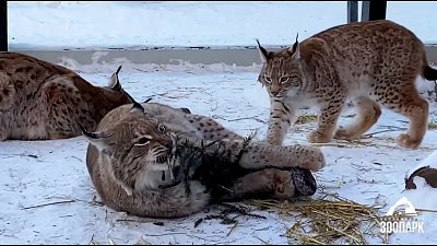 В Челябинском зоопарке питомцы получили приятные сюрпризы