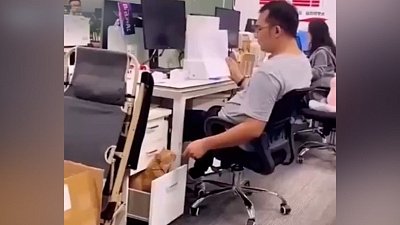 Мех и смех: офисный работник, утро понедельника и недосягаемая вкусняшка