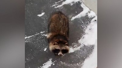 В Миассе заметили дикую енотовидную собаку