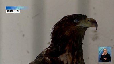 В приюте Даллакяна поселился орлан-белохвост