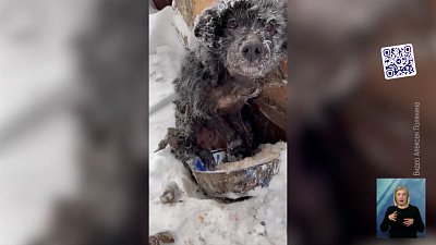 Хозяева бросили умирать пса