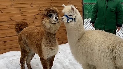 В Челябинском зоопарке состоялось первое знакомство альпак