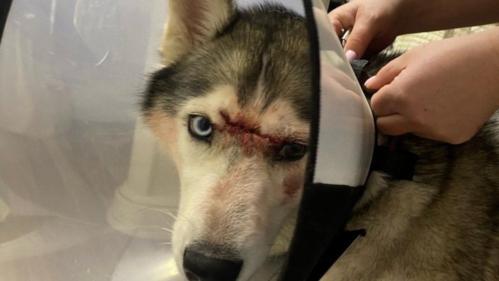 В Челябинске неизвестный ударил ножом хаски