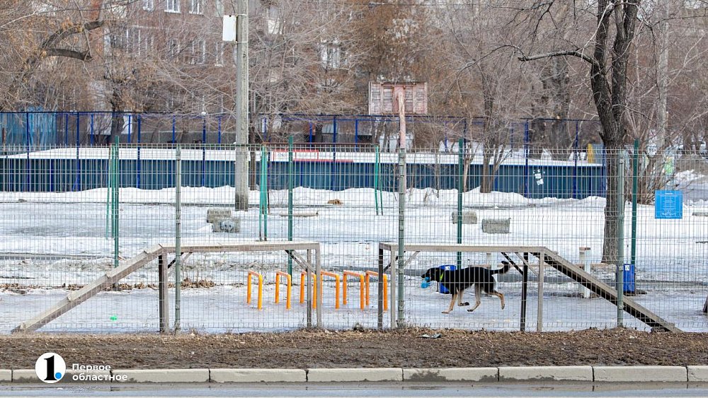 Южноуральцам в подпитии запретили выгуливать домашних животных