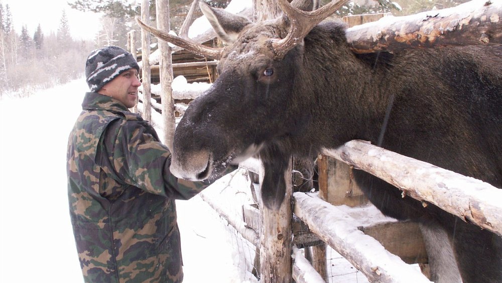 В нацпарке «Зюраткуль» построят ферму лосиного молока