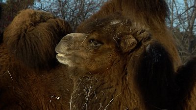 Почему символ Челябинской области — верблюд?