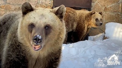 В Челябинском зоопарке юные медведицы отказались спать