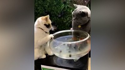 Мех и смех: охранник рыб, грациозный прыжок и карусель