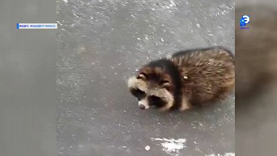 Гость из заповедника