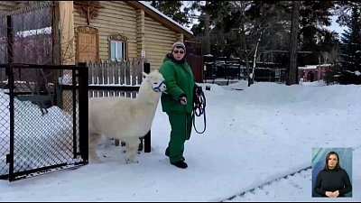 Дуся познакомилась с новенькой альпакой Сильвой