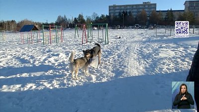 Неизвестный вонзил нож в собаку
