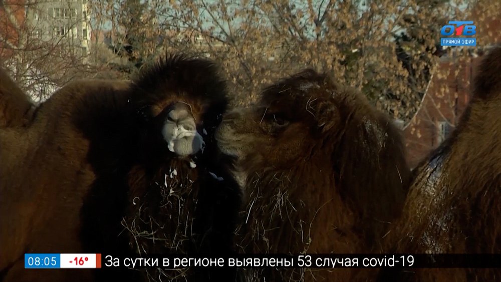 Символ Челябинской области в сюжете «Верблюд и Челябинск»