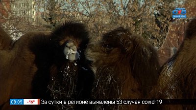 Символ Челябинской области в сюжете «Верблюд и Челябинск»