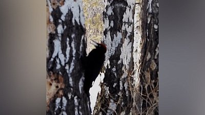 Крики дятла в Каштакском бору попали на видео