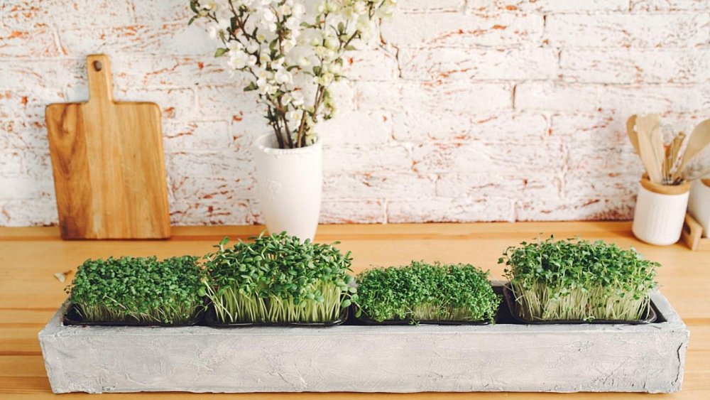 При гипертонии нужно выращивать этот овощ на подоконнике