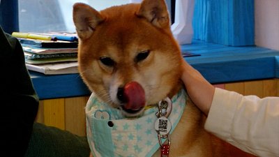 Собака помешала рассказать человеку о дог-френдли кафе в Челябинске