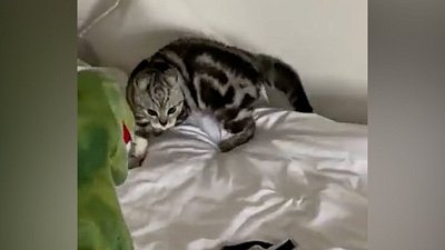 Мех и смех: кот-жидкость, нападение динозавра и массаж