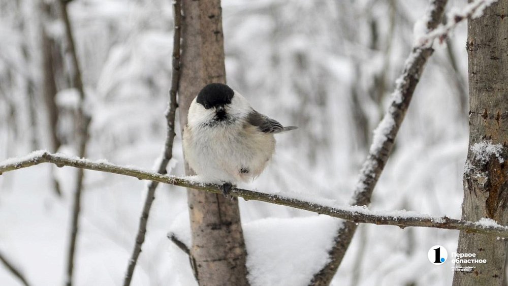 Южноуральцам рассказали, как правильно подкармливать птиц зимой