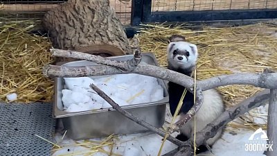В Челябинском зоопарке показали обитателей «Соболиного ряда»