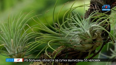 Бромелиевое дерево своими руками: мастер-класс от опытного цветовода в рубрике «Руки садовода»