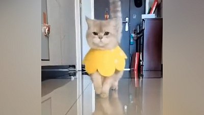 Мех и смех: странная игра, кот-модель и агрессивный попугай