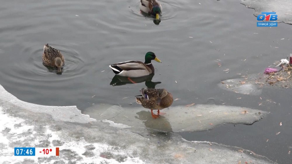 Челябинские орнитологи и активисты присоединились ко Всероссийской акции в сюжете «Серая шейка»