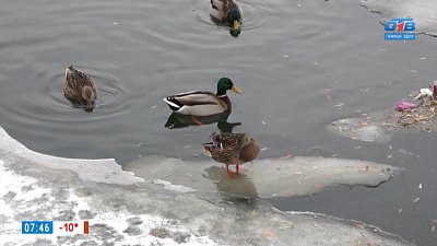 Челябинские орнитологи и активисты присоединились ко Всероссийской акции в сюжете «Серая шейка»